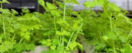 石冬06510小麦种简介，属于中筋品种