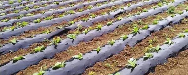 麦秆多肉好养吗