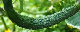 五味子的种植时间，适合在3月底至5月初之间播种