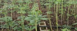 碧护的使用方法与功效能否解药害
