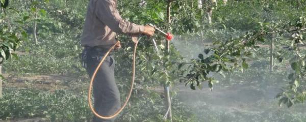 乌龟涂了红霉素软膏能否放在水中，治疗期间干养会更好