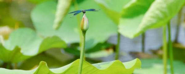 鸡场里面为什么要养只鹅，主要目的是为了防盗