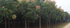 葛根多久浇一次水，根据季节和降水量来决定