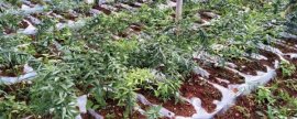 五氯硝基苯的防治对象，可防治蔬菜的苗期病害及土壤传染的病害
