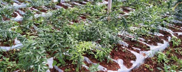 五氯硝基苯的防治对象，可防治蔬菜的苗期病害及土壤传染的病害