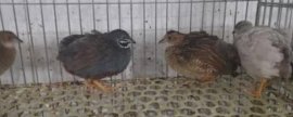 猪拱菌和黑松露区别