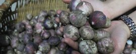 大鲫鱼喜欢吃哪些饵料，小米、大米、麦麸等谷香味饵料不错