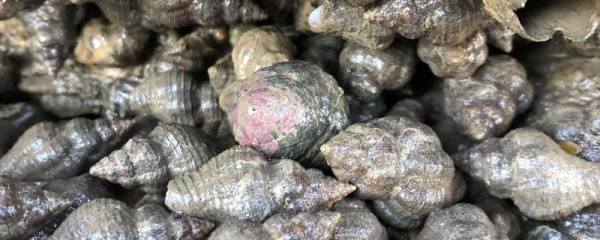 种康乃馨，种植技巧和注意事项