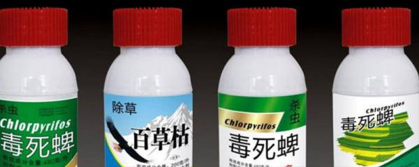 门茄下面的枝要不要摘除，需要摘除而且伤口要喷洒多菌灵