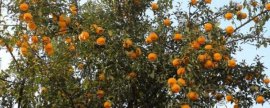 冬春季节的柑橘需要喷什么类型的叶面肥效果好？什么季节的时
