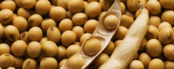 三线闭壳龟好不好养，适应能力较差、属于不易饲养的龟种