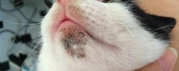 鱼腥草怎么种植，鱼腥草对温度的适应能力比较强