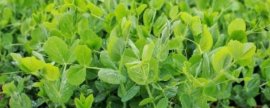 草龟的品种，按地域可分为安徽草龟、湖北草龟、江西草龟等7个品种