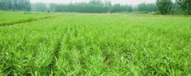 肉牛养殖技术，养殖肉牛的关键之一是选择合适的品种