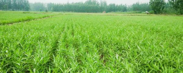 黄牛的养殖方法，每天要为其提供三次饲料