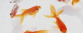 家养水蚤怎么换水，3-5天更换一次为佳