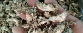 洛麦40的特征特性，全生育期为219.1-231.3天