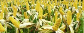 树葡萄什么时候修剪，夏季和冬季都需要