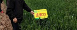 小叶紫檀的风水寓意