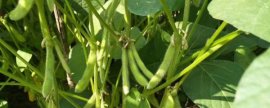什么除草剂对草莓无害