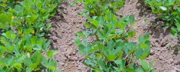 阳台种植白菜的要点，种植季节要安排在秋季