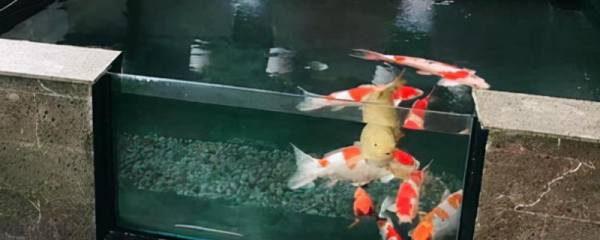 露天鱼池怎样保持水清，需安装一个专门的过滤器