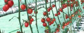 如何提高夏威夷果出果率，专家教你提高果树产量