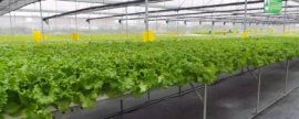 菠菜种子如何催芽，播种前将种子晒1-2天