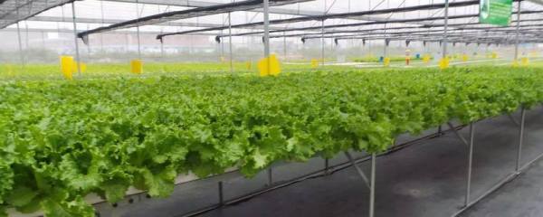 菠菜种子如何催芽，播种前将种子晒1-2天