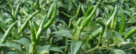 养护香菜的方法，平时让它们接受散射光即可