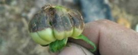 温室草莓定植前后怎么防治病虫害，起苗前要喷洒杀菌剂、定植