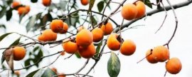 紫红色金银花能泡水喝吗，功效怎样