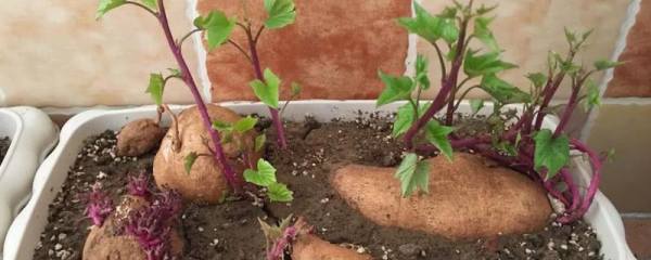 食用菌种植方法，加强病虫害防治
