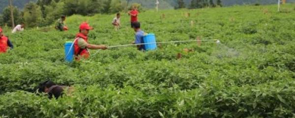 银耳应该怎么种植，需做好以下几点