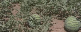 多肉麦秆的养殖方法和注意事项