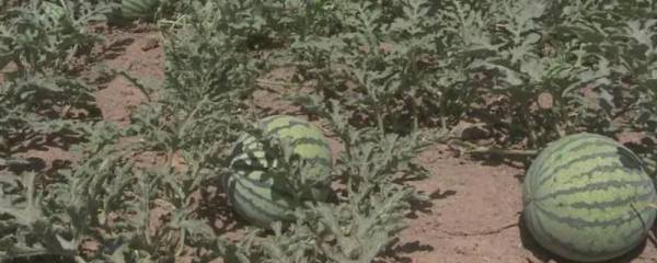 多肉麦秆的养殖方法和注意事项
