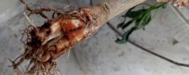 绿萝养殖技术要点，怎么修剪