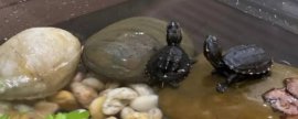 法桐红蜘蛛的防治方法，可生物防治或化学防治