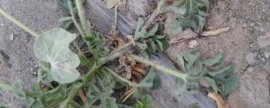 西洋菜的播种时间，附种植要点