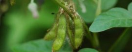 如何控制宠物鹅的排便行为，关键是要定时、定量进行喂食