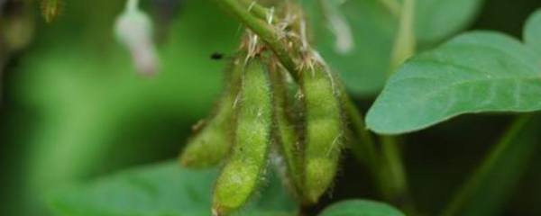 如何控制宠物鹅的排便行为，关键是要定时、定量进行喂食