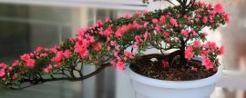 空心菜的种植方法，每次采收后应施追肥