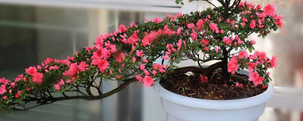 空心菜的种植方法，每次采收后应施追肥