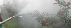 刀豆亩产多少斤，常规种植下亩产1000-1500公斤左右