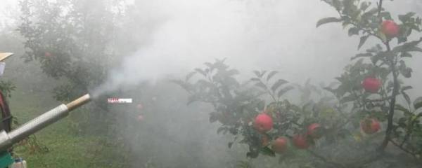 刀豆亩产多少斤，常规种植下亩产1000-1500公斤左右
