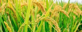 春谷子播种时间，附播种方法