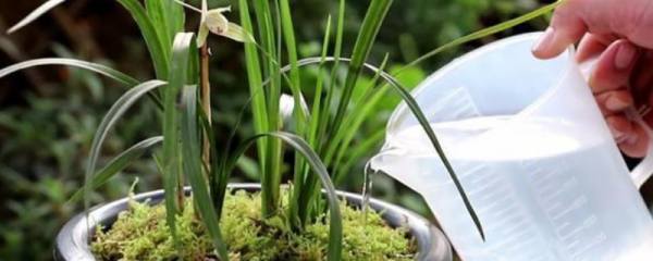 木绣球什么时候长花苞，花期、开花季节