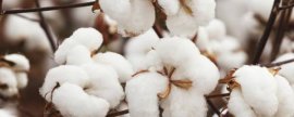 室内苹果盆栽种植方法，给苹果树提供充足的阳光和水分
