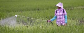 金钱树开花是什么预兆风水