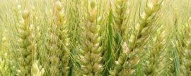 HX003玉米品种的特性，注意防治大斑病